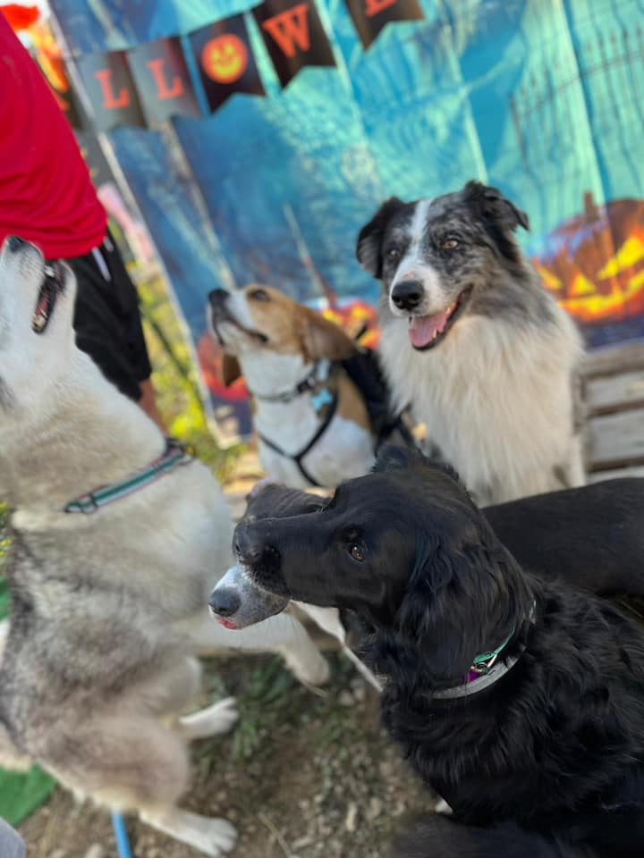 chiens en meute