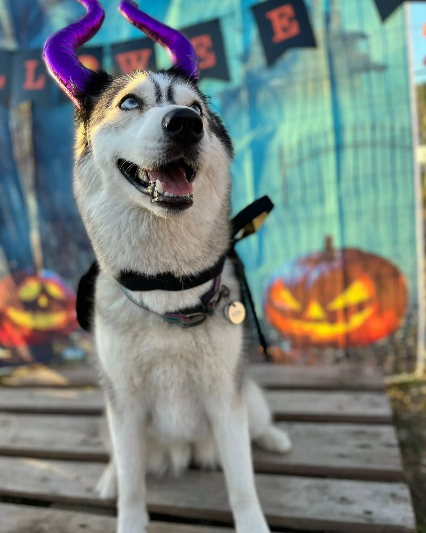 chien déguisement halloween