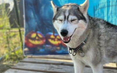 Journée Halloween à la colonie Licorndog !