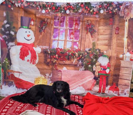 photo de noel à la pension canine